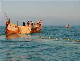 ممنوعیت صادرات ماهی حلوا سفید